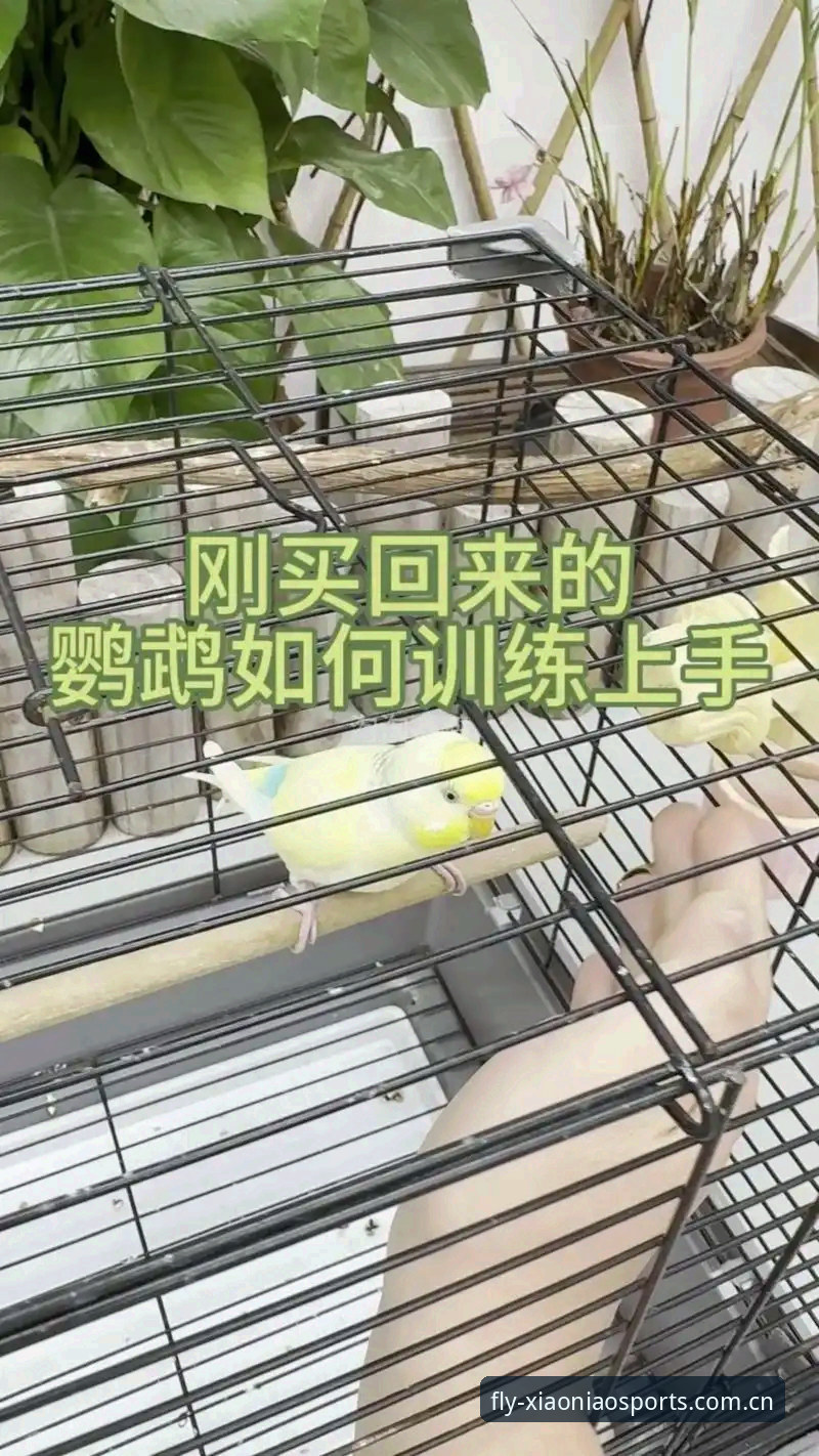 小鸟体育安装教程必备详解，资深用户手把手教你快速上手